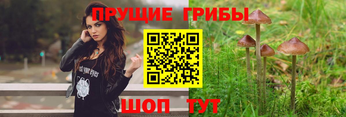 Галлюциногенные грибы Psilocybine cubensis Кушва